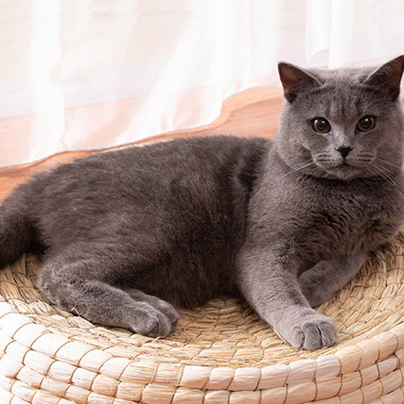 Teng Wok Felt Portable House Cat Bed