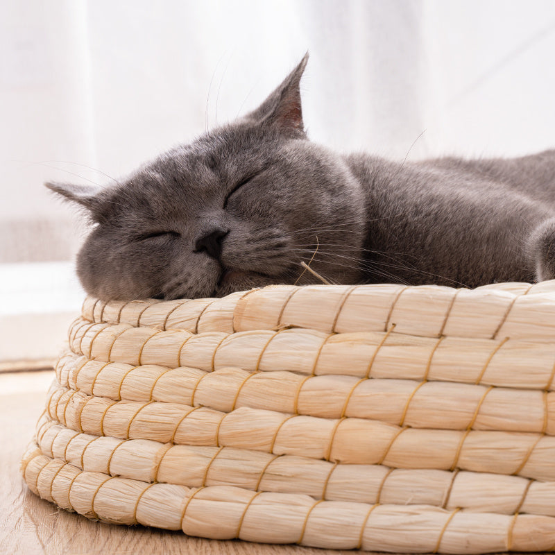 Teng Wok Felt Portable House Cat Bed